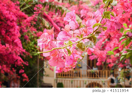 Garden with Bougainvillea in Yazd. Iran 41511954