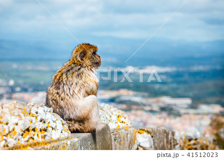 portrait of a wild male macaque 41512023