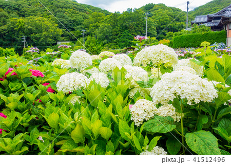 淡路島・花山水の紫陽花 淡路島・花山水の紫陽花 41512496