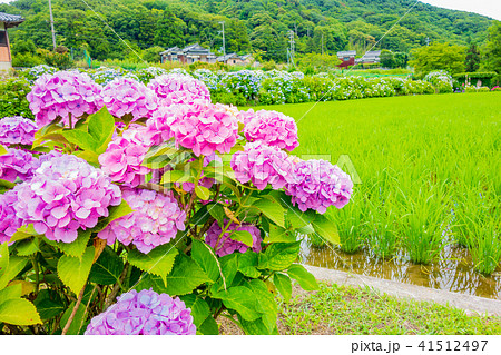 淡路島 花山水の紫陽花の写真素材