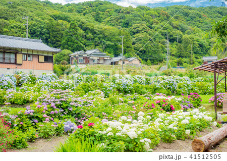 淡路島・花山水の紫陽花 41512505