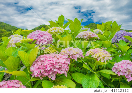淡路島 花山水の紫陽花の写真素材