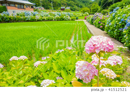 淡路島 花山水の紫陽花と田んぼの写真素材