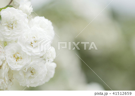 薔薇　アルバメイディランド 41512659