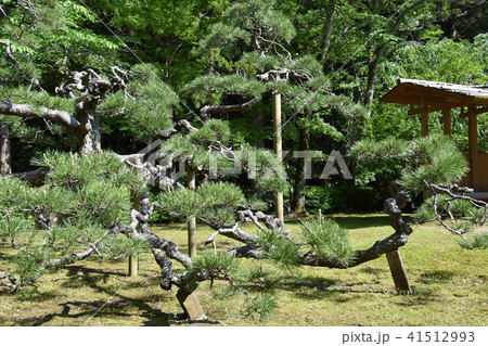 新緑　法多山尊永寺　袋井市 41512993