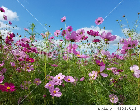 秋桜 41513021