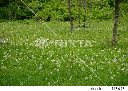 ミツガシワの花咲く湿原 41513043