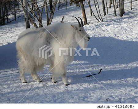 ユーコン動物保護区・マウンテンゴート 41513087