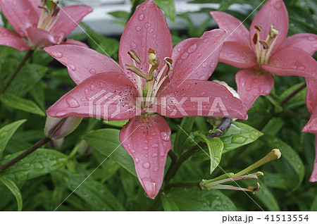 Pink lilly with a rain drops Pink lilly with a rain drops 41513554