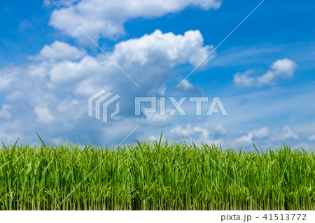 静岡県伊豆の国市　初夏の田植え風景 41513772