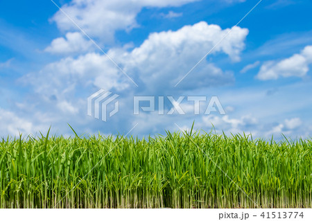 静岡県伊豆の国市　初夏の田植え風景 41513774