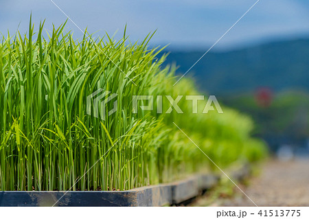 静岡県伊豆の国市　初夏の田植え風景 41513775
