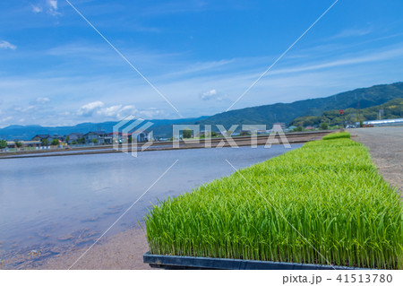 静岡県伊豆の国市　初夏の田植え風景 41513780