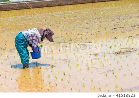 静岡県伊豆の国市　初夏の田植え風景 41513823