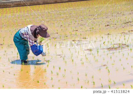 静岡県伊豆の国市 初夏の田植え風景 静岡県伊豆の国市 初夏の田植え風景 41513824