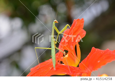 夏至の日の昆虫たち ナスタチウムと緑色の小さいカマキリ 幼虫の写真素材