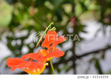 夏至の日の昆虫たち。ナスタチウムと緑色の小さいカマキリ、幼虫 夏至の日の昆虫たち。ナスタチウムと緑色の小さいカマキリ、幼虫 41514259