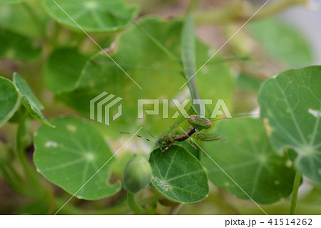 夏至の日の昆虫たち。ナスタチウムの葉と緑色の小さいカマキリ幼虫、捕食中 夏至の日の昆虫たち。ナスタチウムの葉と緑色の小さいカマキリ幼虫、捕食中 41514262
