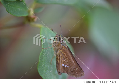 セセリチョウ 41514564