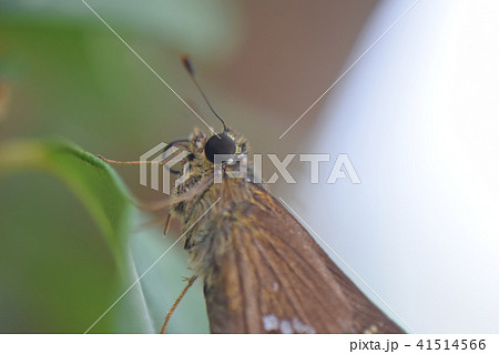 セセリチョウ 41514566