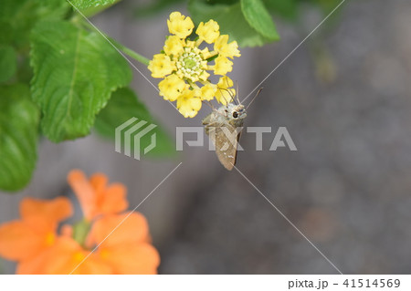 セセリチョウ 41514569