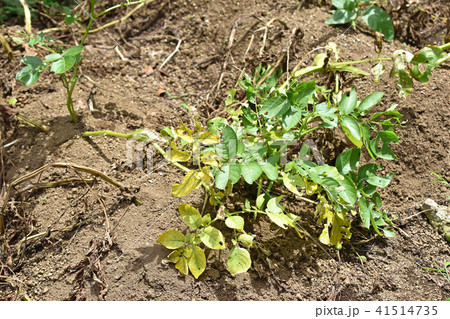 収穫直前のジャガイモ畑 41514735