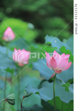 a lotus flower blossom at summer time a lotus flower blossom at summer time 41515176