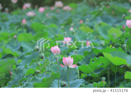 a lotus flower blossom at summer time a lotus flower blossom at summer time 41515178