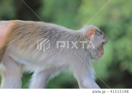 A Macaque at Kam Shan Country Park, Kowloon A Macaque at Kam Shan Country Park, Kowloon 41515198