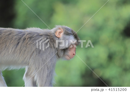 A Macaque at Kam Shan Country Park, Kowloon A Macaque at Kam Shan Country Park, Kowloon 41515200