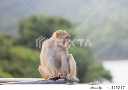 A Macaque at Kam Shan Country Park, Kowloon 41515217