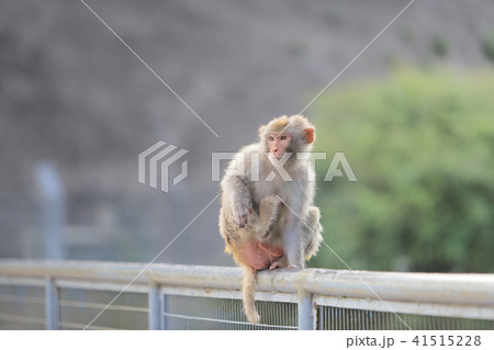A Macaque at Kam Shan Country Park, Kowloon A Macaque at Kam Shan Country Park, Kowloon 41515228