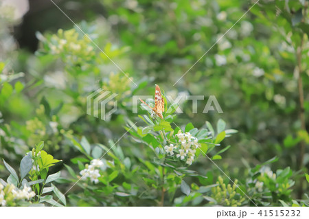 Close up butterfly on flower at hk nature park 41515232