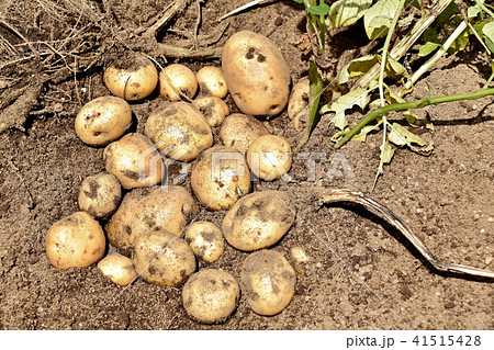 ジャガイモ(キタアカリ)の収穫 ジャガイモ(キタアカリ)の収穫 41515428