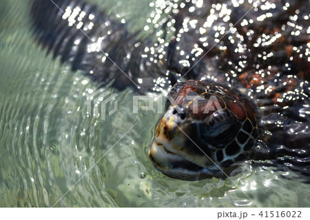 アオウミガメ　ウミガメ　亀　海亀　絶滅危惧　レッドリスト 41516022