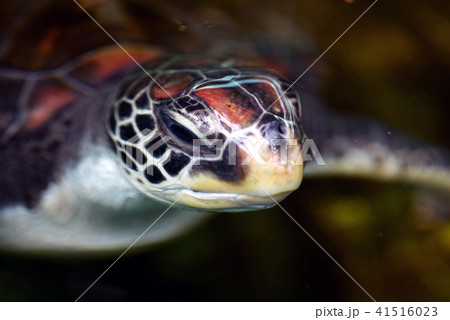 アオウミガメ　ウミガメ　亀　海亀　絶滅危惧　レッドリスト 41516023