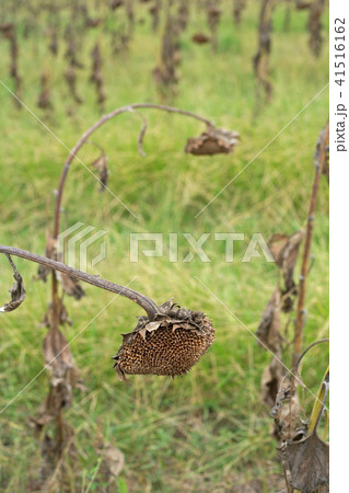 Sunflower field ready for harvest in early autumn Sunflower field ready for harvest in early autumn 41516162