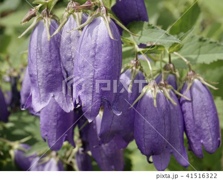 袋状花 紫色の写真素材