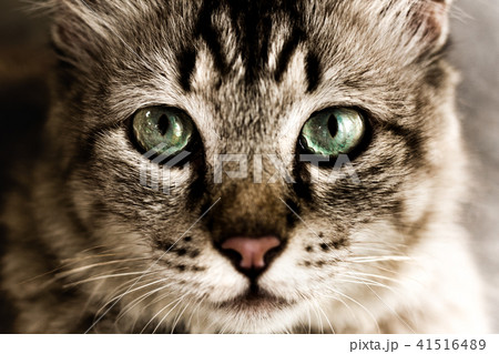 Close up portrait of green eyes cat 41516489