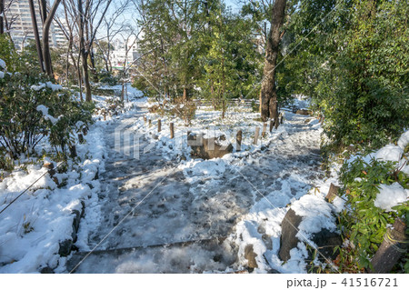 有栖川宮記念公園の雪景色 有栖川宮記念公園の雪景色 41516721