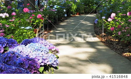 木漏れ日の下の紫陽花の道 41516848