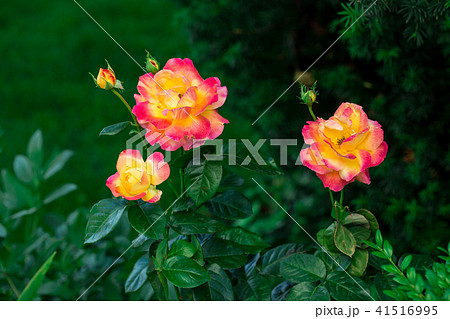 Blooming Pullman Orient Express roses in the garden Blooming Pullman Orient Express roses in the garden 41516995