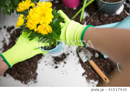 Image on top of man's hands in green gloves transplanting flower 41517410