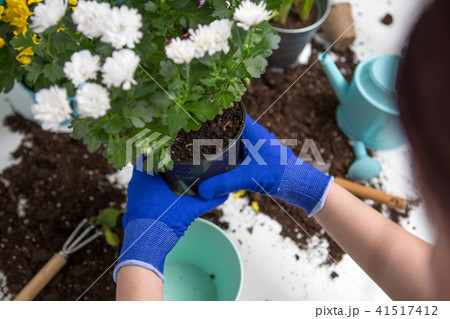 Photo on top of man's hands in blue gloves transplanting flower Photo on top of man's hands in blue gloves transplanting flower 41517412