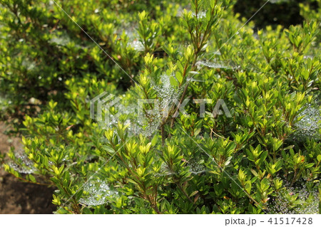 雨で濡れた蜘蛛の巣 雨で濡れた蜘蛛の巣 41517428