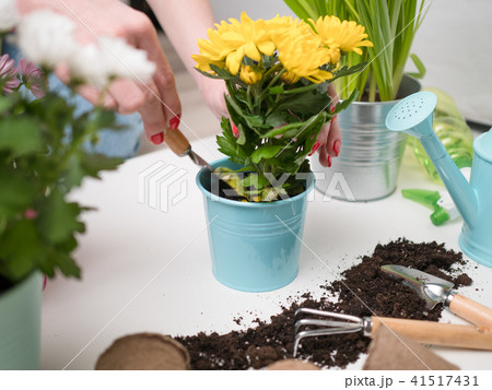 Person transplanting flowers on table with soil, watering can, scoop 41517431
