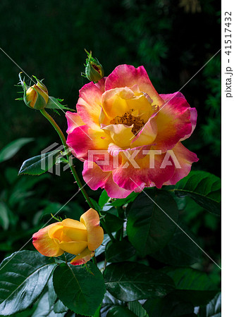 Blooming Pullman Orient Express roses in the garden Blooming Pullman Orient Express roses in the garden 41517432