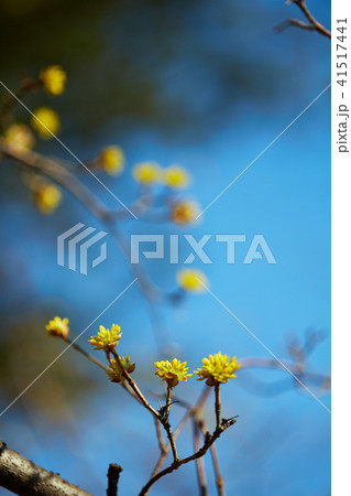 flower  41517441