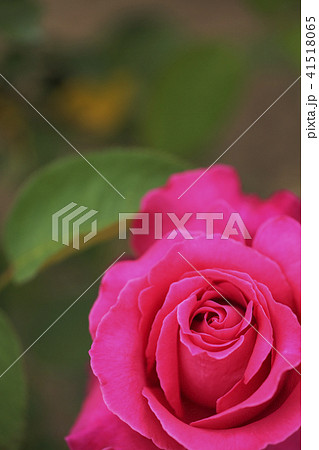 濃いピンクの薔薇の花　クローズアップ 41518065