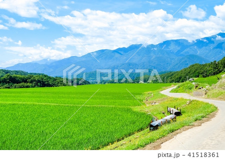田園風景 （７月） 41518361